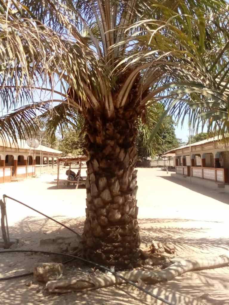 Date palm in the yard
