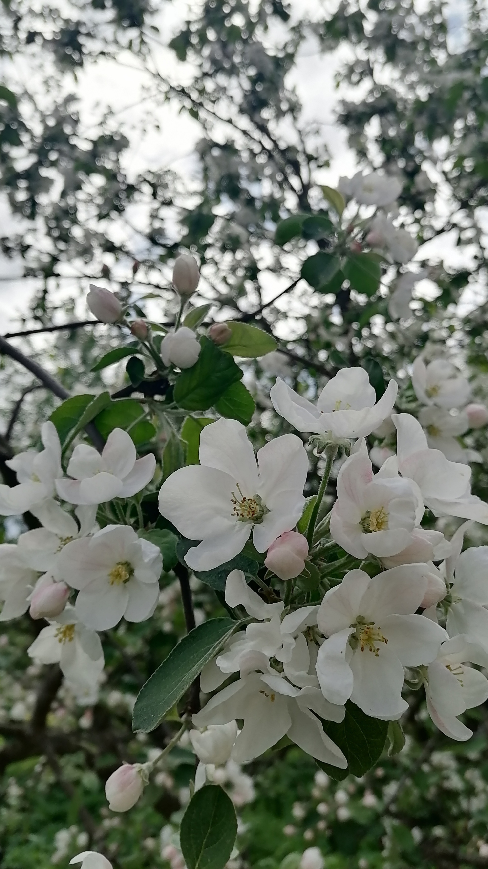 Apple tree in flowers