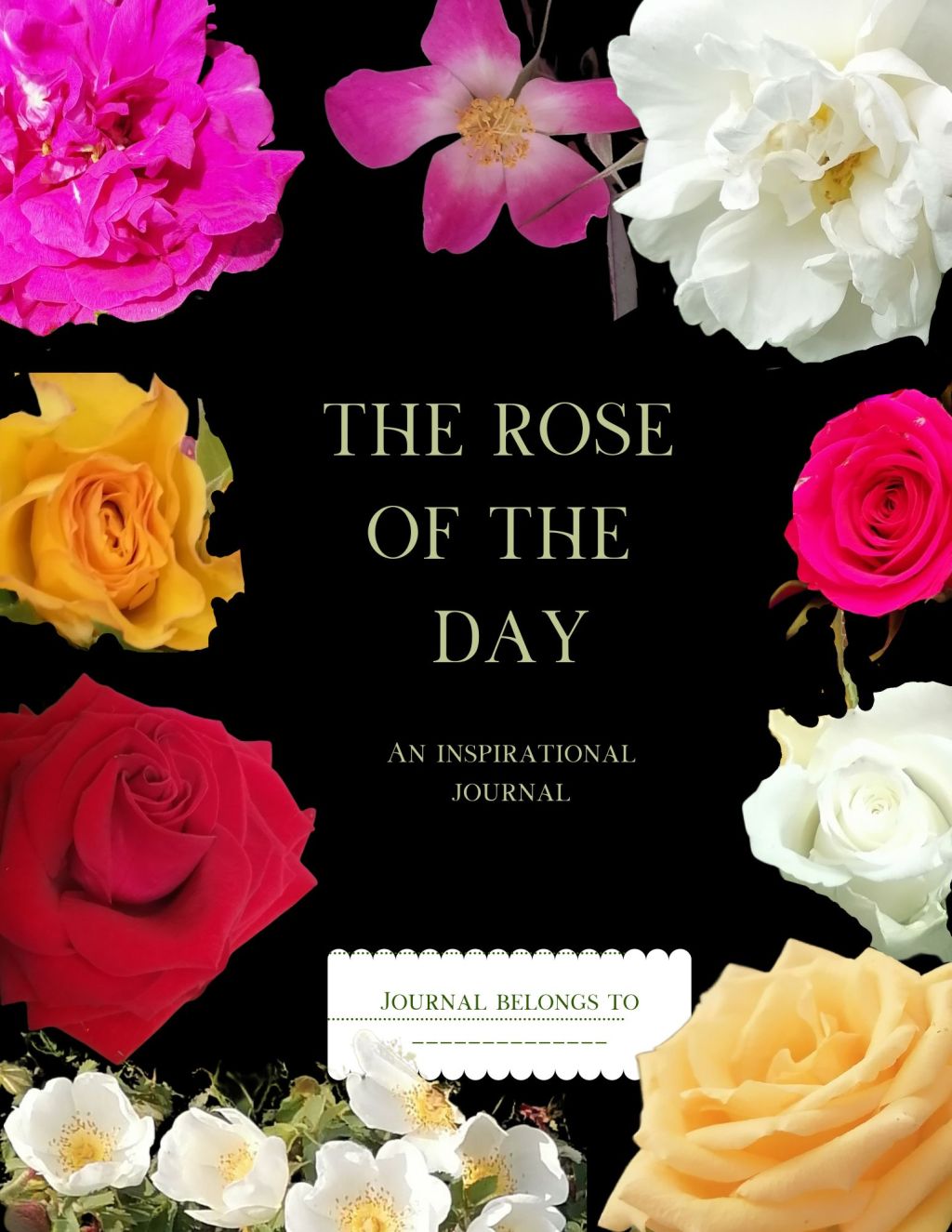 Rose of the&nbsp;Day